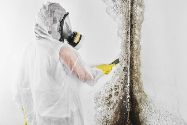 Best Certified Mold Removal  in Kansas City, KS