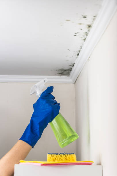 Best Residential Mold Removal  in Kansas City, KS