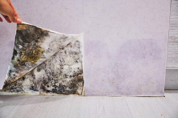 Best Same-Day Mold Removal  in Kansas City, KS